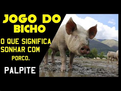 jogo do bicho sonhar com porco - Sonhar com Porco no Jogo do Bicho 